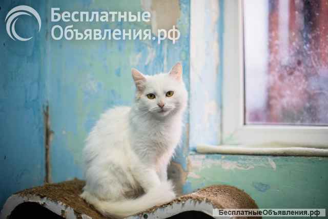 Милая и ласковая Бэлла ищет дом