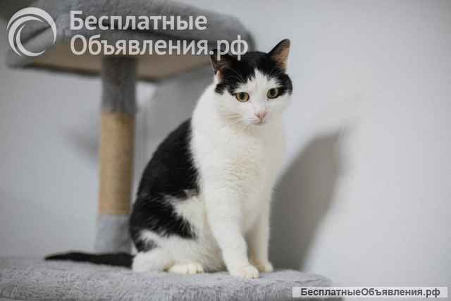 Ласковый котик Джон ищет семью