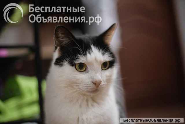 Ласковый котик Джон ищет семью