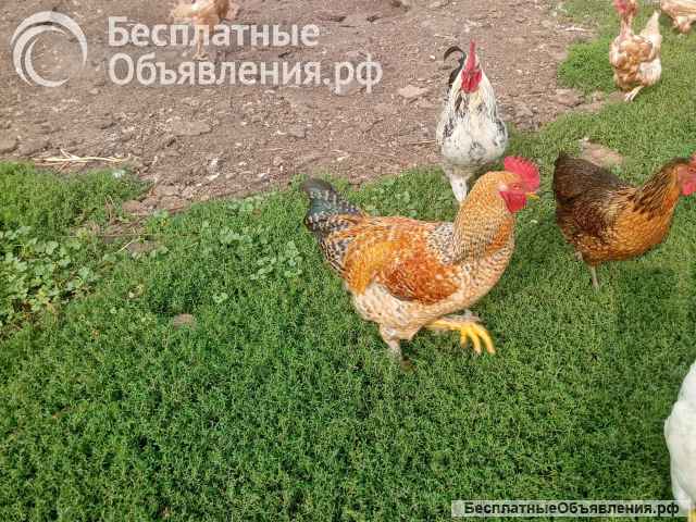 Петушки молодые