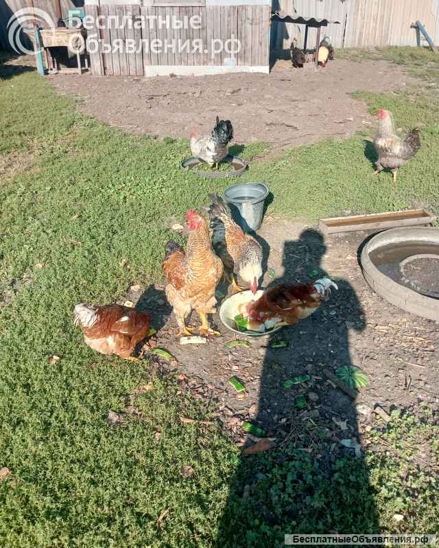 Петушки молодые