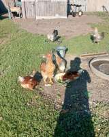 Петушки молодые