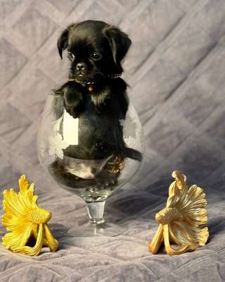 Черный гриффончик прекрасный компаньон