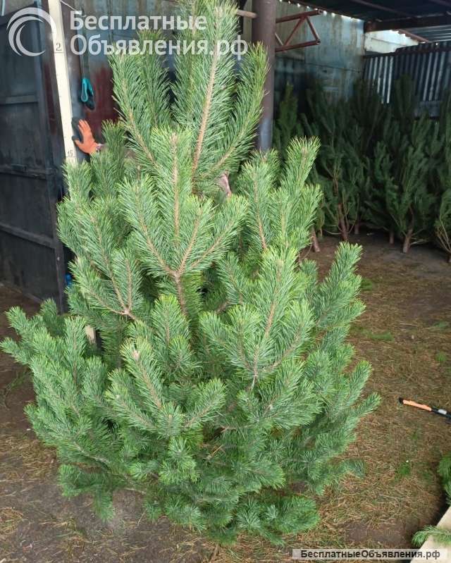 «Ёлочный Базар» - живые елки в Серпухове