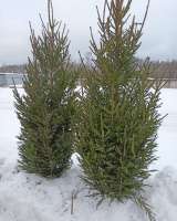 «Ёлочный Базар» - живые елки в Серпухове