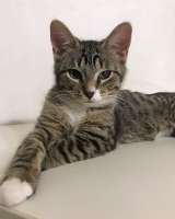 Обаятельный минитигренок, котенок Ося ищет дом