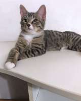 Обаятельный минитигренок, котенок Ося ищет дом