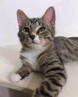 Обаятельный минитигренок, котенок Ося ищет дом