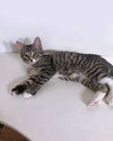 Обаятельный минитигренок, котенок Ося ищет дом