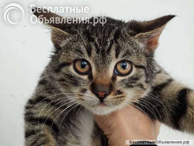 Ищет дом котенок-подросток Клёпа