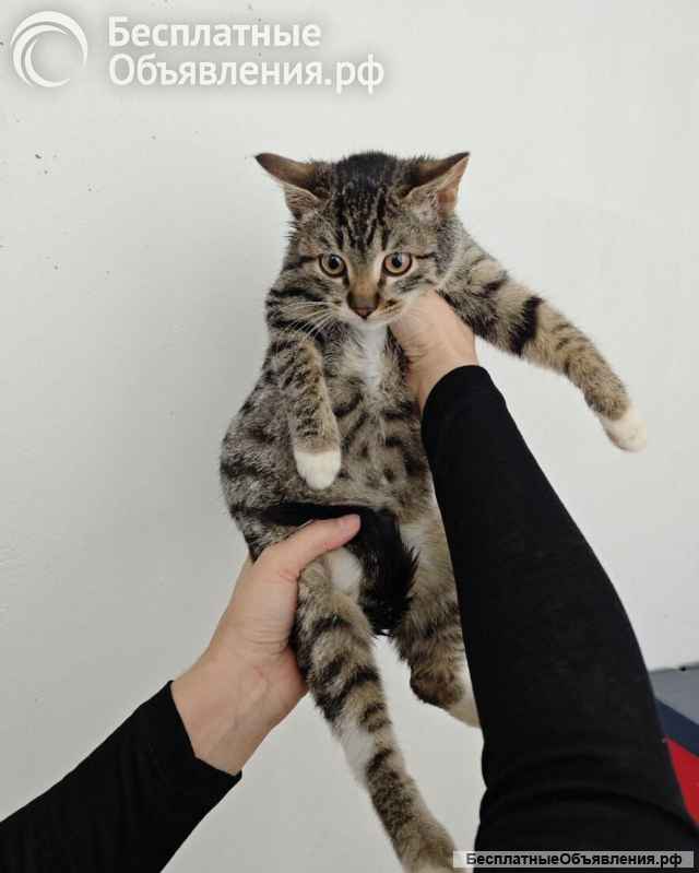 Ищет дом котенок-подросток Клёпа