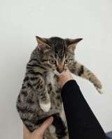 Ищет дом котенок-подросток Клёпа