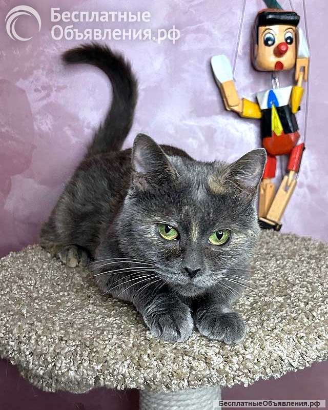 Масяня, ласковая мурлыка, маленькая и забавная кошечка с зелеными глазами в добрые руки