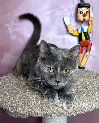 Масяня, ласковая мурлыка, маленькая и забавная кошечка с зелеными глазами в добрые руки