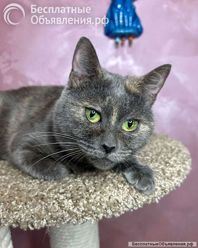 Масяня, ласковая мурлыка, маленькая и забавная кошечка с зелеными глазами в добрые руки