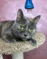 Масяня, ласковая мурлыка, маленькая и забавная кошечка с зелеными глазами в добрые руки