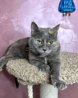 Масяня, ласковая мурлыка, маленькая и забавная кошечка с зелеными глазами в добрые руки