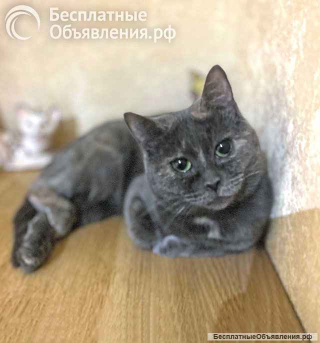 Масяня, ласковая мурлыка, маленькая и забавная кошечка с зелеными глазами в добрые руки