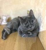 Масяня, ласковая мурлыка, маленькая и забавная кошечка с зелеными глазами в добрые руки