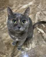 Масяня, ласковая мурлыка, маленькая и забавная кошечка с зелеными глазами в добрые руки