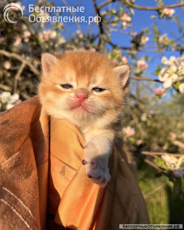 Британские котята