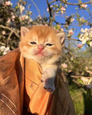 Британские котята