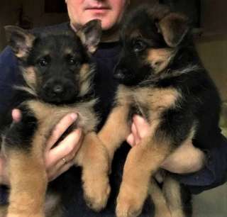 Щенки Овчарки 2.5мес продам