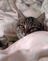 Солнечный добрый котенок Васенька ищет семью