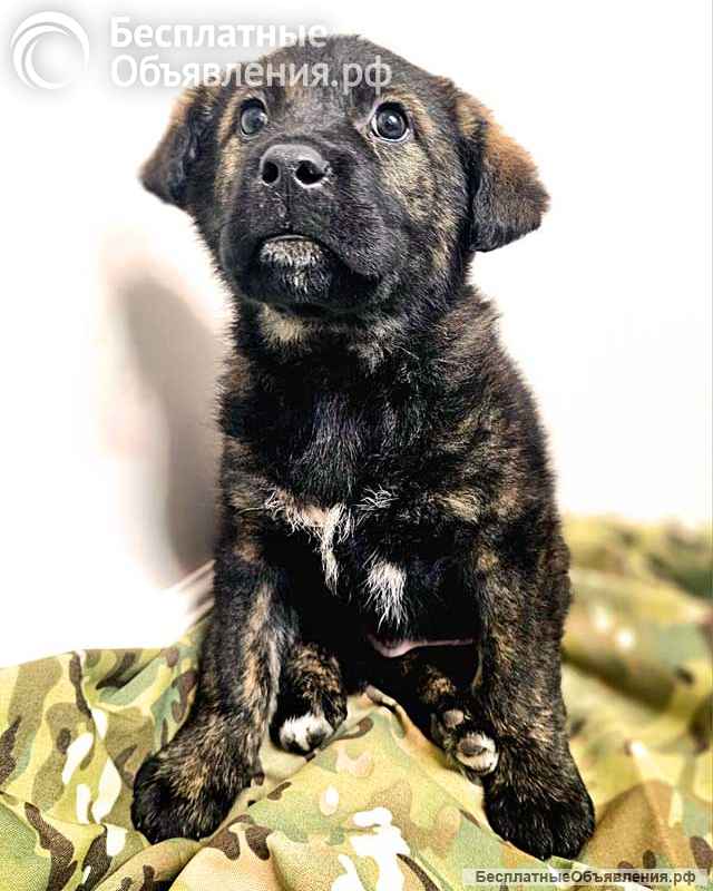 Чудесные щенки мальчик и девочка метисы лабрадора в дар