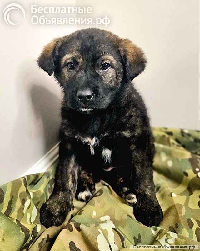 Чудесные щенки мальчик и девочка метисы лабрадора в дар