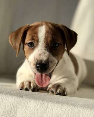 Щенки Породы Джек Рассел Продажа