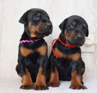 Щенки Добермана Продажа 2.5мес