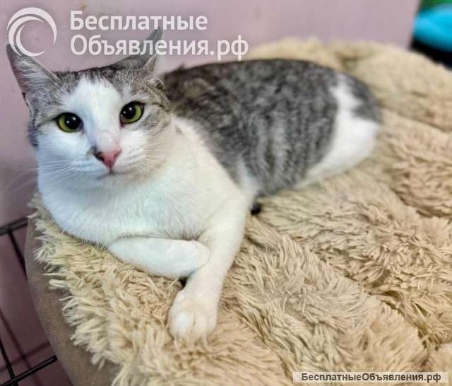 Пушинка кошка, сотканная из лунного света и серебра