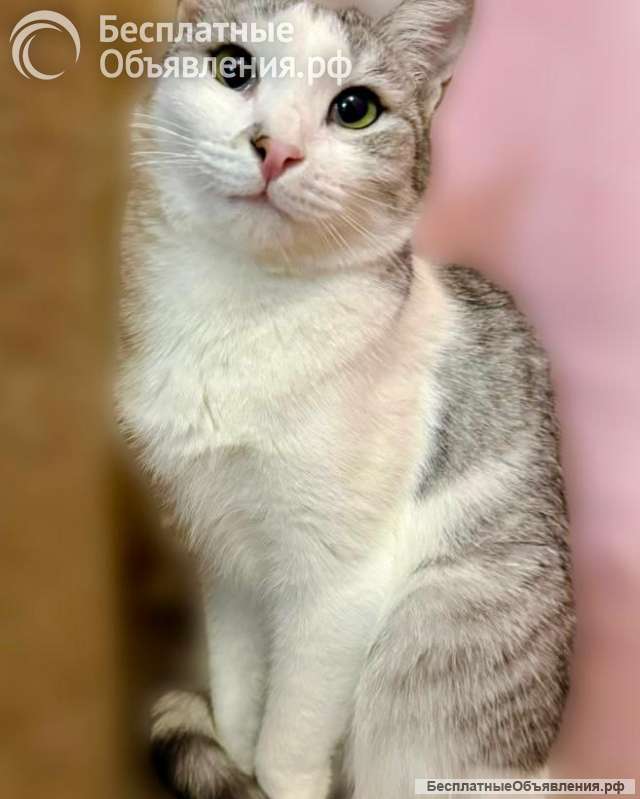 Пушинка кошка, сотканная из лунного света и серебра