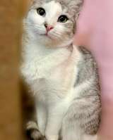 Пушинка кошка, сотканная из лунного света и серебра