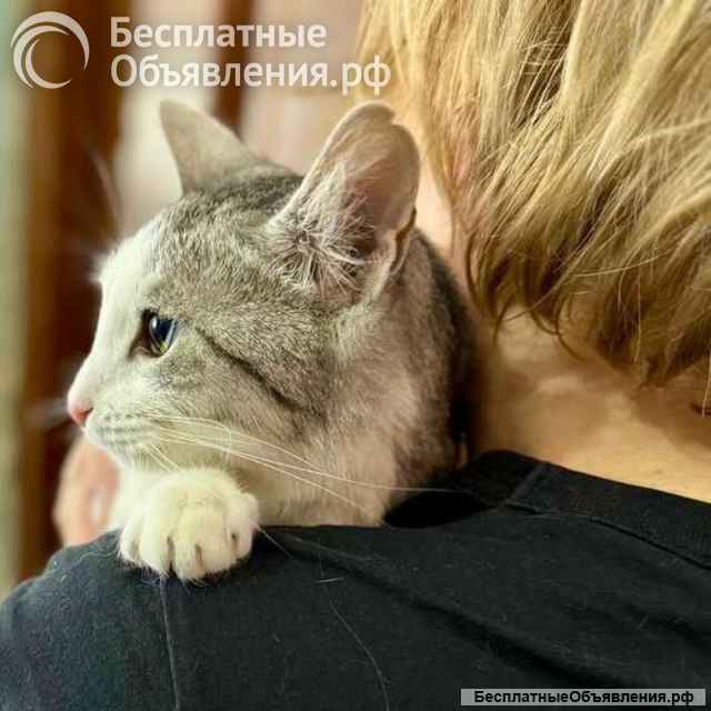 Пушинка кошка, сотканная из лунного света и серебра