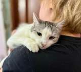 Пушинка кошка, сотканная из лунного света и серебра