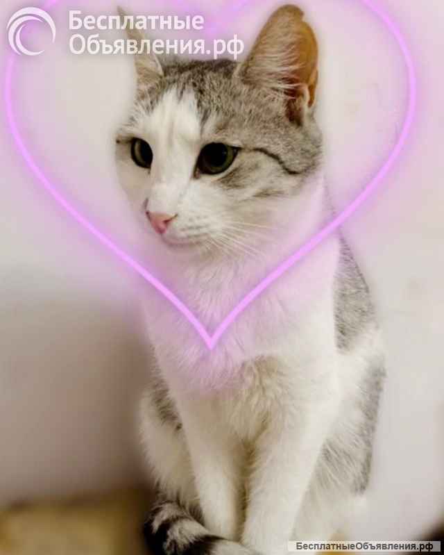 Пушинка кошка, сотканная из лунного света и серебра