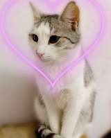 Пушинка кошка, сотканная из лунного света и серебра