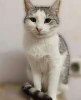 Пушинка кошка, сотканная из лунного света и серебра