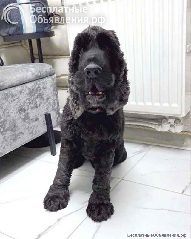 Ищет дом английский кокер-спаниель Даня