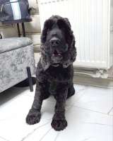 Ищет дом английский кокер-спаниель Даня