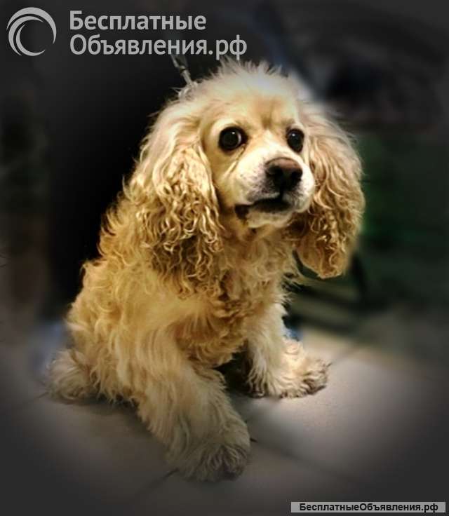 Ищет дом американский кокер-спаниель Тоша