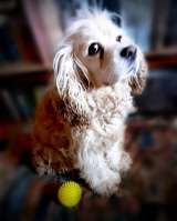 Ищет дом американский кокер-спаниель Тоша