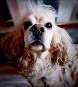 Ищет дом американский кокер-спаниель Тоша