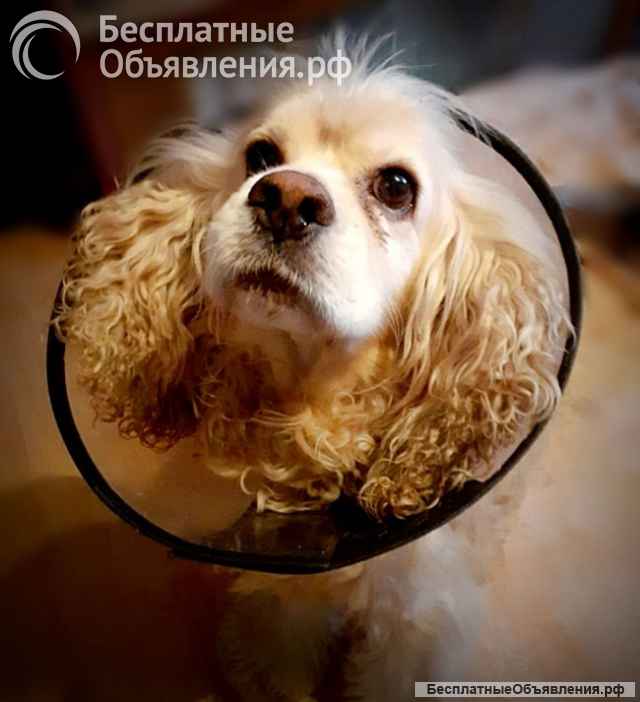 Ищет дом американский кокер-спаниель Тоша