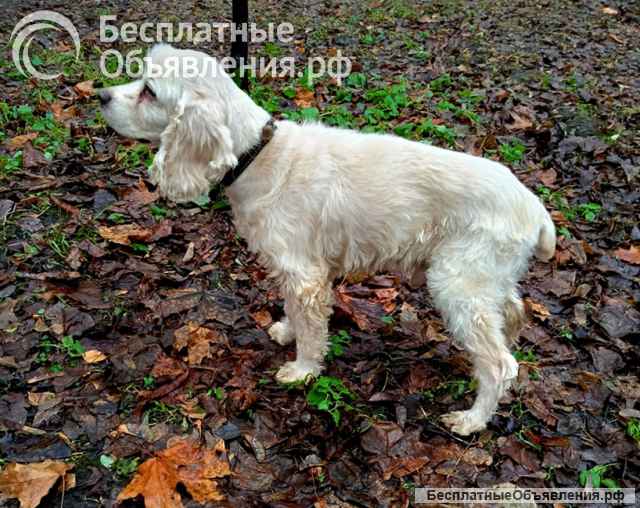 Ищет дом американский кокер-спаниель Тоша