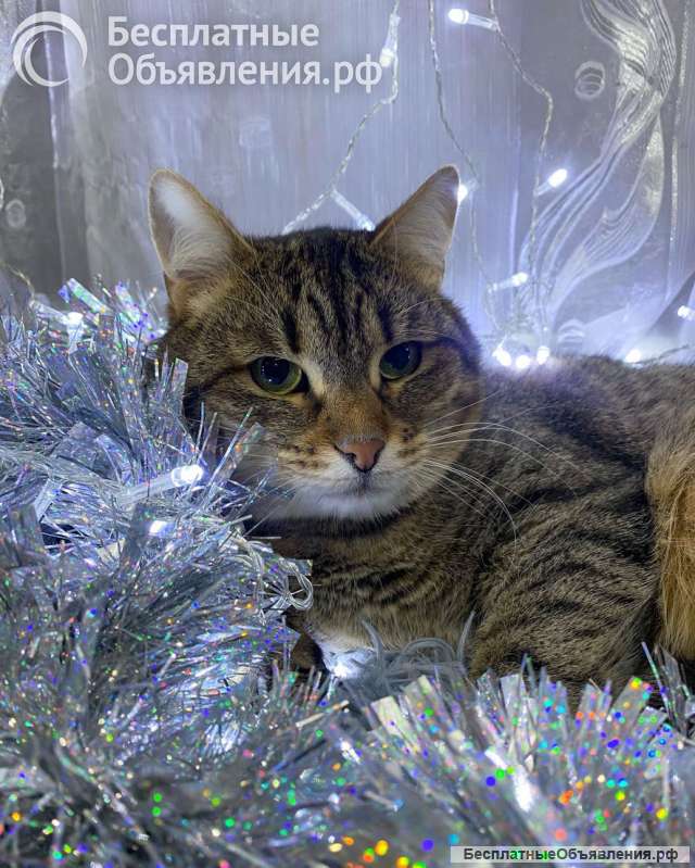 Ласковый малыш МурАмур ищет любящую семью