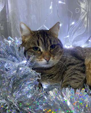 Ласковый малыш МурАмур ищет любящую семью