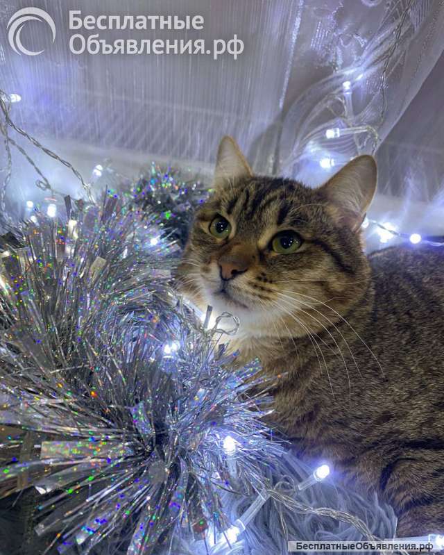 Ласковый малыш МурАмур ищет любящую семью